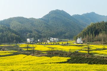 卢村油菜花