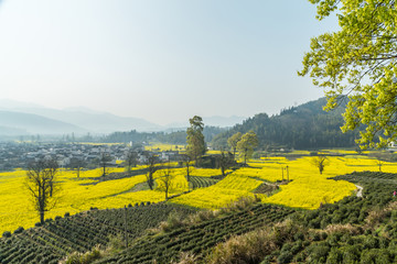 卢村油菜花