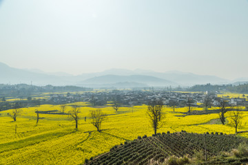 卢村油菜花