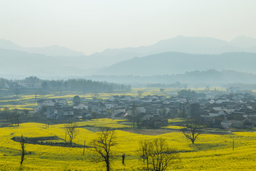 卢村油菜花