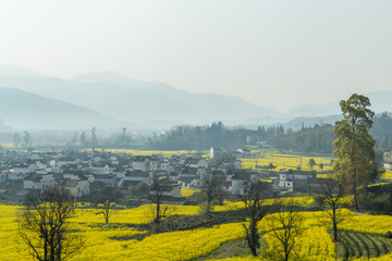 卢村油菜花