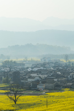 卢村油菜花