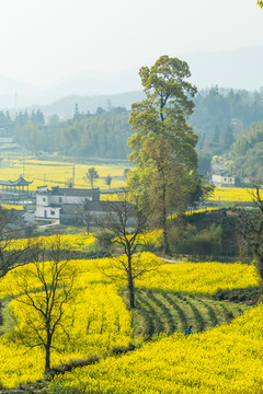 卢村油菜花