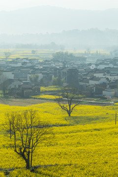 卢村油菜花