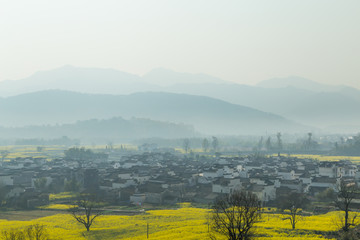 卢村油菜花