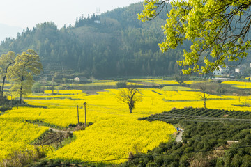 宏村油菜花