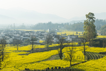 卢村油菜花