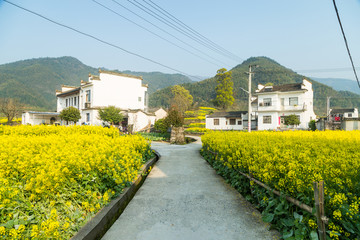 卢村油菜花