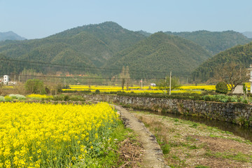 宏村油菜花