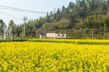 卢村油菜花