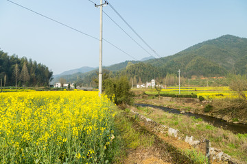 卢村油菜花