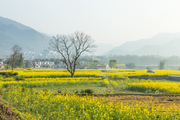 宏村油菜花