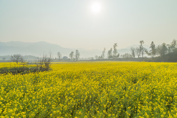 宏村油菜花