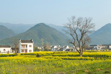 卢村油菜花