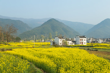 卢村油菜花