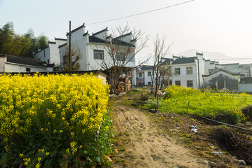 卢村油菜花