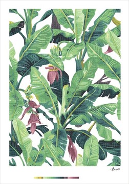 芭蕉圖案