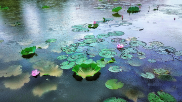 夏雨荷