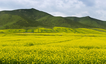 门源油菜花