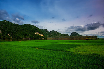 普者黑田园风光