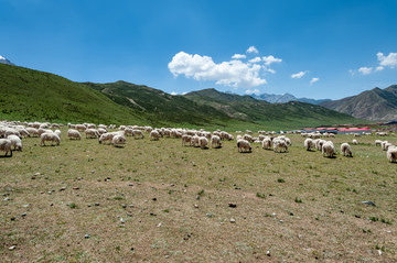 青海祁连山牧场