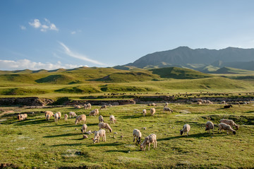 青海祁连山牧场