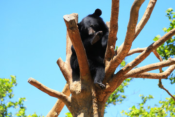 黑熊上树