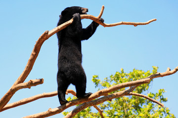 黑熊上树