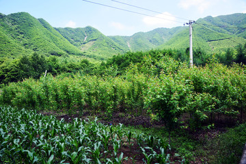 美国红枫苗