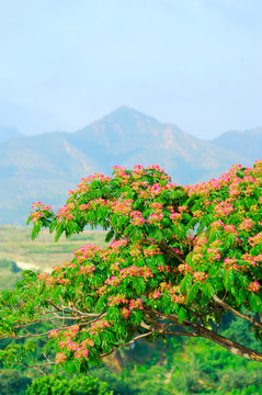 芙蓉花