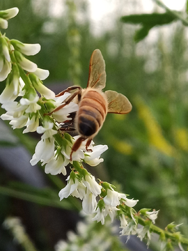 蜜蜂