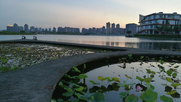 上海之鱼 荷花池