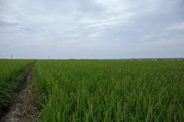 稻田地