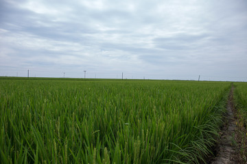 稻田地