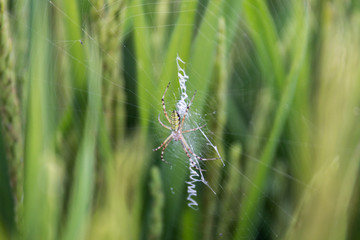 稻田地的蜘蛛