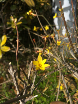 迎春花