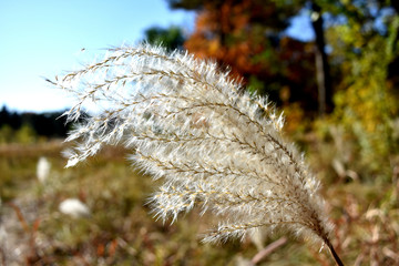 芦花素材