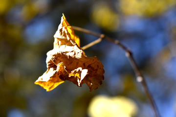 枯萎的秋叶