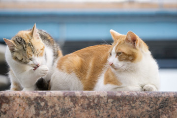 野猫流浪猫