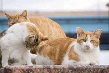 野猫流浪猫