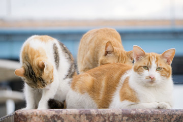 野猫流浪猫