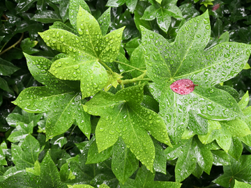 雨天树叶