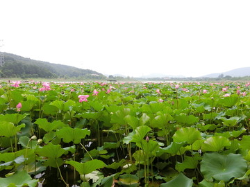 荷花湖