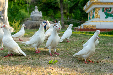 鸽子