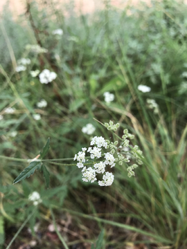 路边的小白花