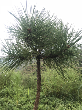 雨后的松树