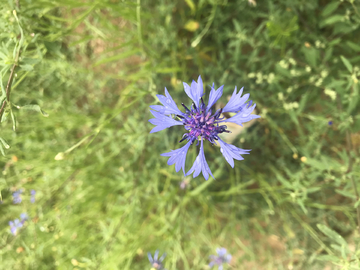 雨后路边紫色的小花