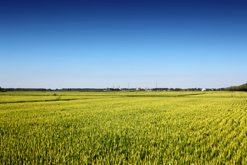 稻田地