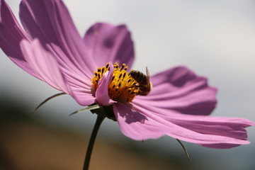 格桑花