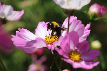 格桑花